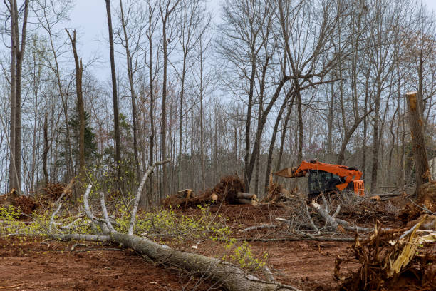 Best Lot and Land Clearing  in St George, MO