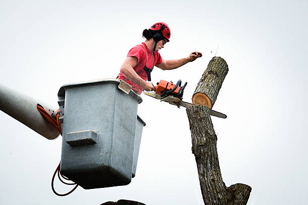 Best Hazardous Tree Removal  in St George, MO