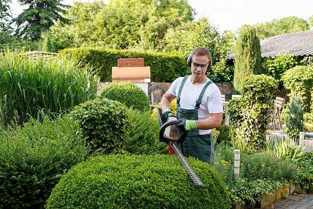 How Our Tree Care Process Works  in  St George, MO