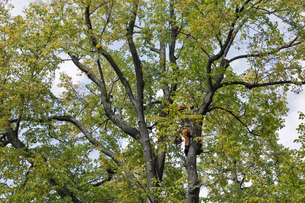 St George, MO Tree Services Company